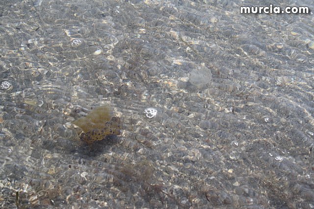 La Consejera de Agricultura y Agua pone en marcha el dispositivo de extraccin de medusas en el Mar Menor - 4