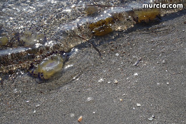 La Consejera de Agricultura y Agua pone en marcha el dispositivo de extraccin de medusas en el Mar Menor - 11