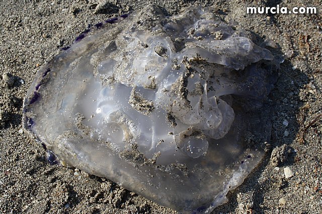 La Consejera de Agricultura y Agua pone en marcha el dispositivo de extraccin de medusas en el Mar Menor - 9