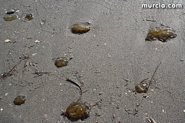 La Consejera de Agricultura y Agua pone en marcha el dispositivo de extraccin de medusas en el Mar Menor - 10