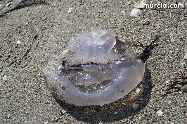 La Consejera de Agricultura y Agua pone en marcha el dispositivo de extraccin de medusas en el Mar Menor - 12