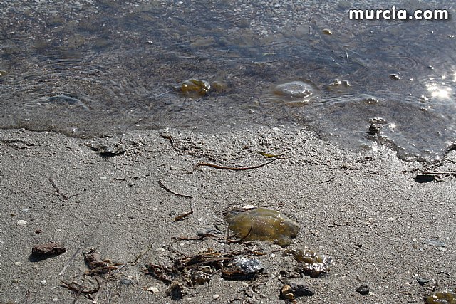La Consejera de Agricultura y Agua pone en marcha el dispositivo de extraccin de medusas en el Mar Menor - 15