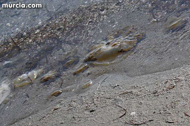 La Consejera de Agricultura y Agua pone en marcha el dispositivo de extraccin de medusas en el Mar Menor - 16