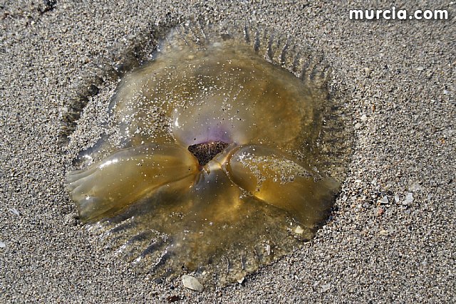 La Consejería de Agricultura y Agua pone en marcha el dispositivo de extracción de medusas en el Mar Menor - 1, Foto 1