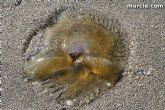 La Consejería de Agricultura y Agua pone en marcha el dispositivo de extracción de medusas en el Mar Menor