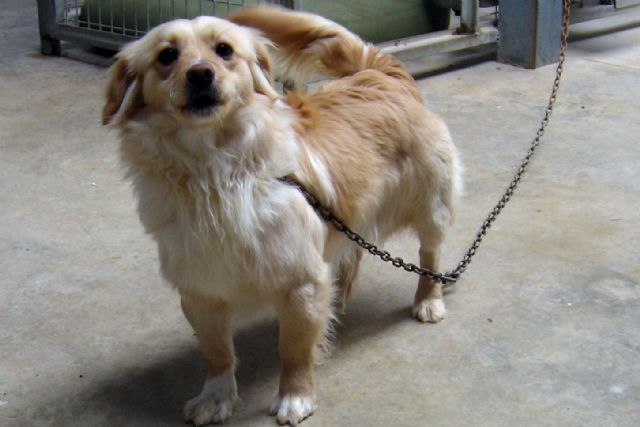 El Ayuntamiento recuerda a los propietarios de perros que los vacunen de la rabia antes del 31 de agosto - 2, Foto 2