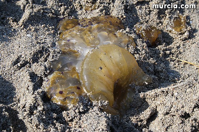 El ayuntamiento suma recursos humanos y técnicos a las embarcaciones que comenzaron hoy a  retirar medusas de las playas del municipio - 1, Foto 1