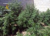 La Guardia Civil desmantela un punto de produccin y distribucin de marihuana en Cehegn