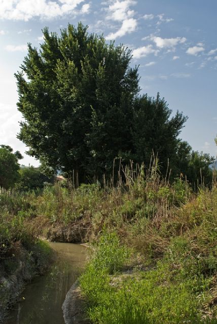 HUERMUR y AJVA recurren un plan parcial en Aljucer para evitar la tala de una olmeda protegida, una de las más importantes de la Huerta de Murcia - 1, Foto 1