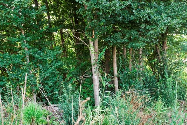 HUERMUR y AJVA recurren un plan parcial en Aljucer para evitar la tala de una olmeda protegida, una de las más importantes de la Huerta de Murcia - 3, Foto 3