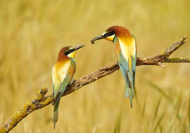 El Aeropuerto de Murcia-San Javier recibe a sus pasajeros con una exposición fotográfica sobre los paisajes naturales de San Javier - 1, Foto 1