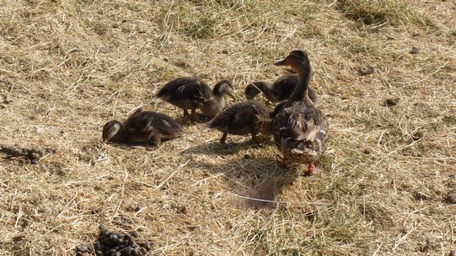 Una pareja de patos azulones salvajes cría en el río artificial de la sábana de Terra Natura Murcia - 1, Foto 1