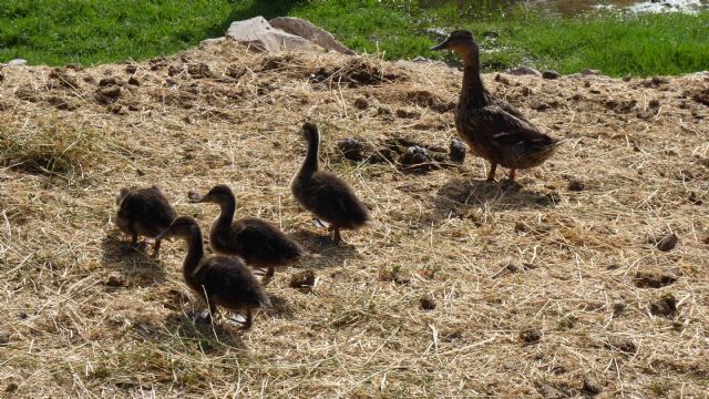 Una pareja de patos azulones salvajes cría en el río artificial de la sábana de Terra Natura Murcia - 2, Foto 2