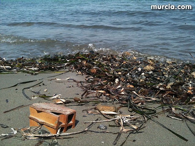 La concejalía de Medio Ambiente colabora con la II Limpieza de playas, rocas y fondos marinos en La Manga - 1, Foto 1