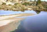 El concejal de Agricultura y Agua lamenta que la CHS no asuma las labores de limpieza, mantenimiento y fumigación del Río Guadalentín durante los meses del verano