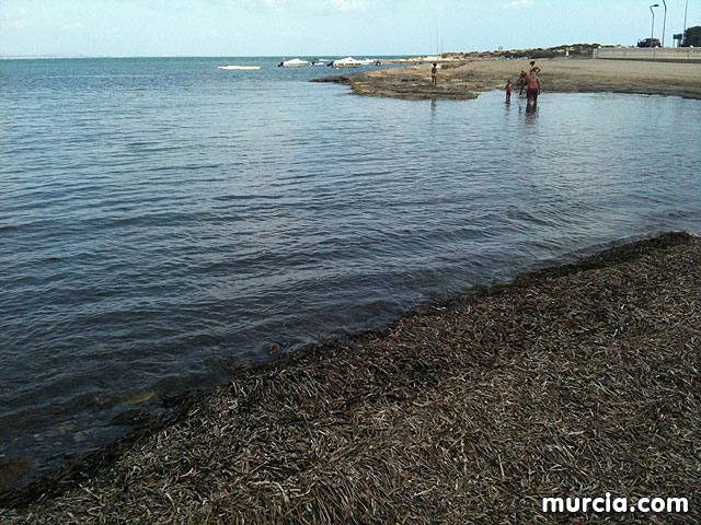 La concejala de Medio Ambiente colabora con la II Limpieza de playas, rocas y fondos marinos en La Manga - 2
