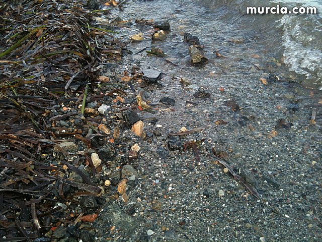 La concejala de Medio Ambiente colabora con la II Limpieza de playas, rocas y fondos marinos en La Manga - 3