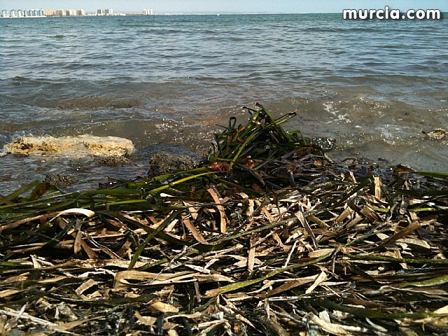 La concejala de Medio Ambiente colabora con la II Limpieza de playas, rocas y fondos marinos en La Manga - 4