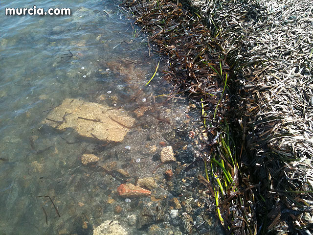 La concejala de Medio Ambiente colabora con la II Limpieza de playas, rocas y fondos marinos en La Manga - 6