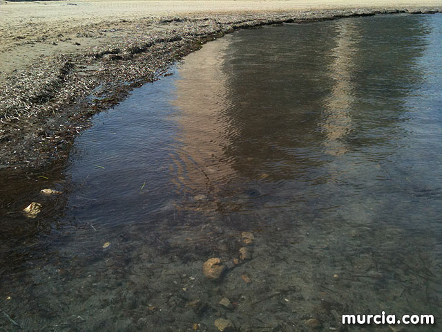 La concejala de Medio Ambiente colabora con la II Limpieza de playas, rocas y fondos marinos en La Manga - 7