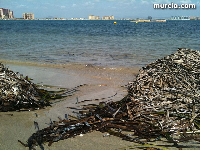 La concejala de Medio Ambiente colabora con la II Limpieza de playas, rocas y fondos marinos en La Manga - 8