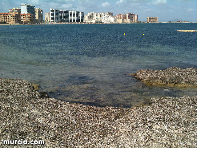 La concejala de Medio Ambiente colabora con la II Limpieza de playas, rocas y fondos marinos en La Manga - 9