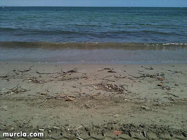 La concejala de Medio Ambiente colabora con la II Limpieza de playas, rocas y fondos marinos en La Manga - 11