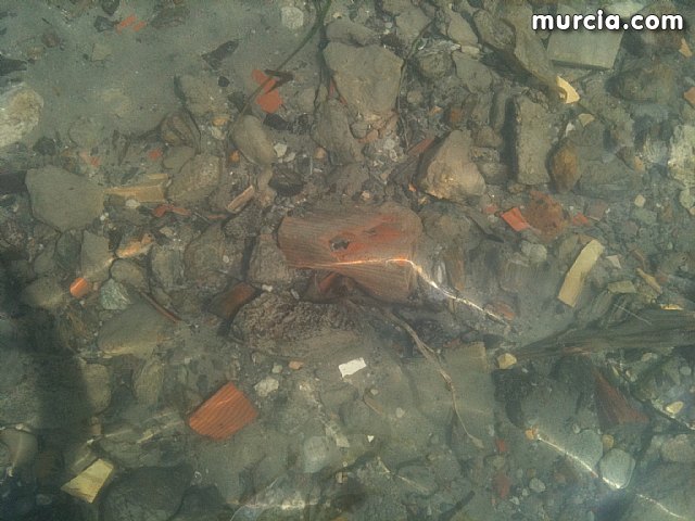 La concejala de Medio Ambiente colabora con la II Limpieza de playas, rocas y fondos marinos en La Manga - 14