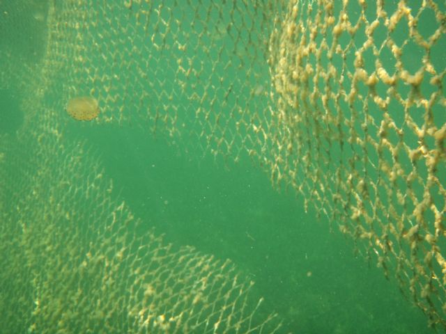 Protección Civil detecta 80 metros de redes de contención de medusas rotas en Villananitos - 1, Foto 1