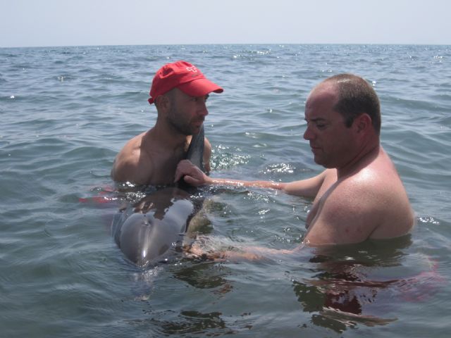 La aparición de un ejemplar de Delfín Mular en la Playa de las Palmeras moviliza a efectivos de rescate y de seguridad de Águilas y Pulpí - 1, Foto 1