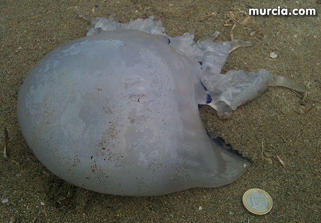 La Manga del Mar Menor: muchos estudios, pocas soluciones - 1, Foto 1