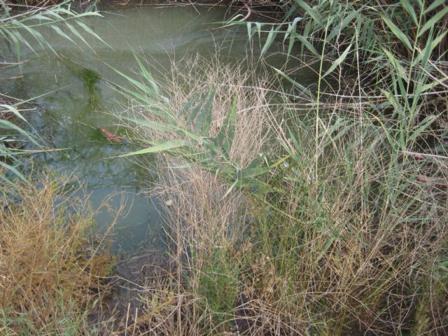 El PSOE insta al equipo de gobierno a que compruebe un posible vertido continuado de la depuradora de la urbanización Las Kalendas - 2, Foto 2