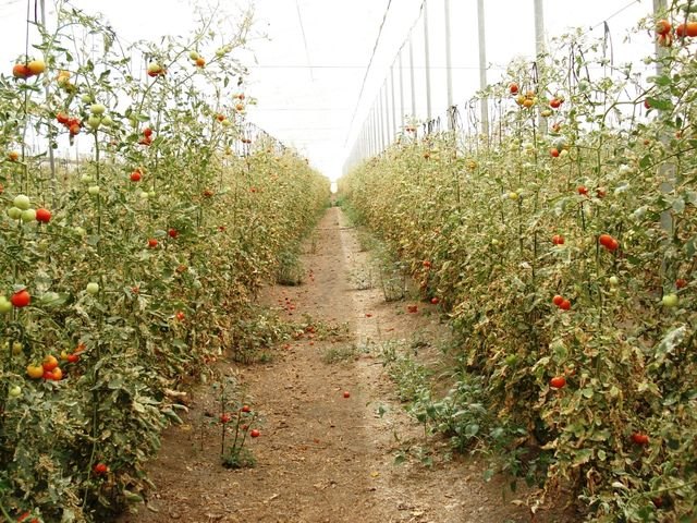Agricultura seguirá buscando soluciones a los problemas fitosanitarios del cultivo del tomate pese a la retirada de ayudas del Ministerio - 1, Foto 1