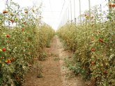 Agricultura seguirá buscando soluciones a los problemas fitosanitarios del cultivo del tomate pese a la retirada de ayudas del Ministerio