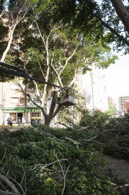 Podan los primeros ficus por las obras de remodelación de la Avenida de América - 1, Foto 1