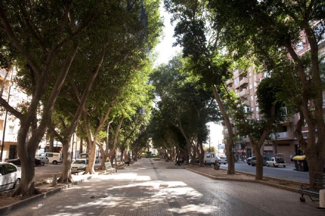 Podan los primeros ficus por las obras de remodelación de la Avenida de América - 2, Foto 2