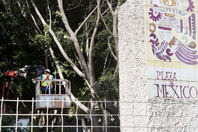 Podan los primeros ficus por las obras de remodelación de la Avenida de América - 3, Foto 3