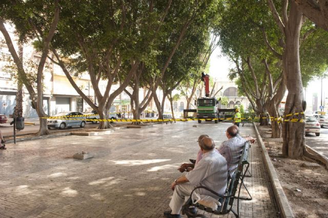 Podan los primeros ficus por las obras de remodelación de la Avenida de América - 4, Foto 4