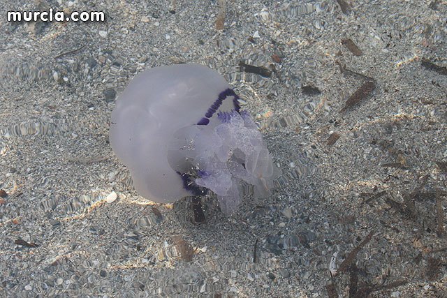 Foto de una medusa en una playa de La Manga / Murcia.com, Foto 1