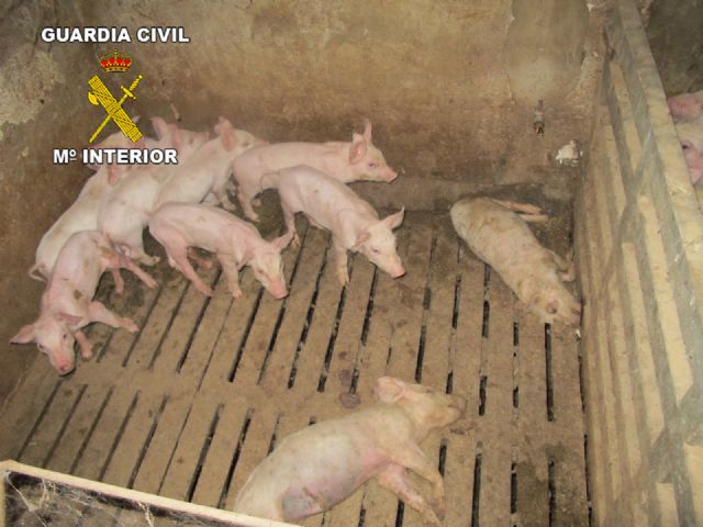 Operación marrano. La Guardia Civil inmoviliza 107 cerdos en una granja de Totana - 2, Foto 2