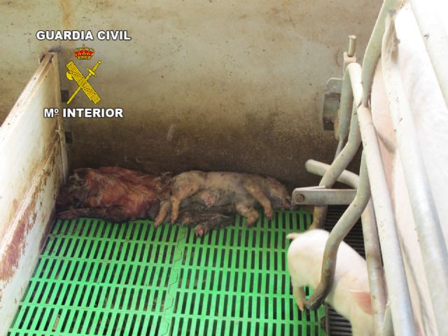 Operación marrano. La Guardia Civil inmoviliza 107 cerdos en una granja de Totana, Foto 3