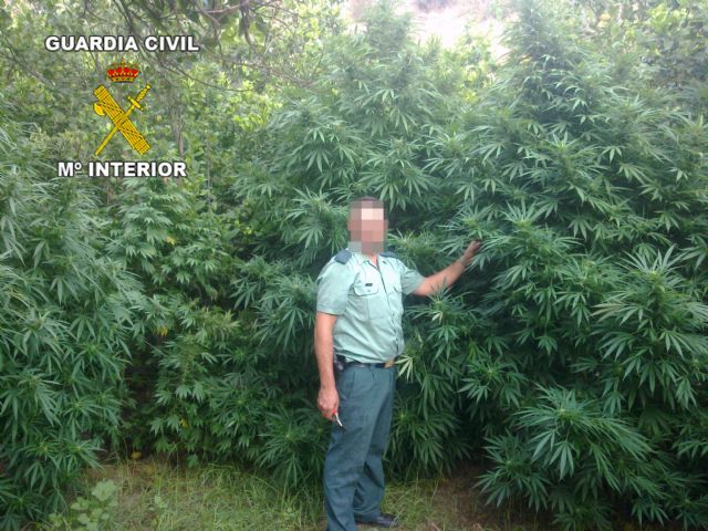Desmantelada una importante plantación de marihuana en Ulea - 1, Foto 1