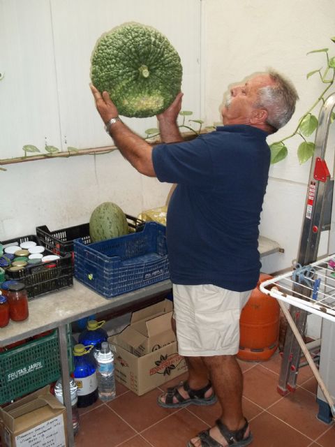 Un agricultor jubilado de Lorquí cultiva una calabaza de quince kilos - 3, Foto 3