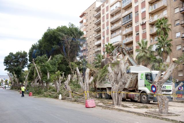 Los primeros ficus llegan a su nueva ubicación - 1, Foto 1