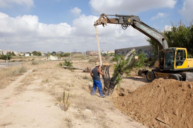 Los primeros ficus llegan a su nueva ubicación - 2, Foto 2