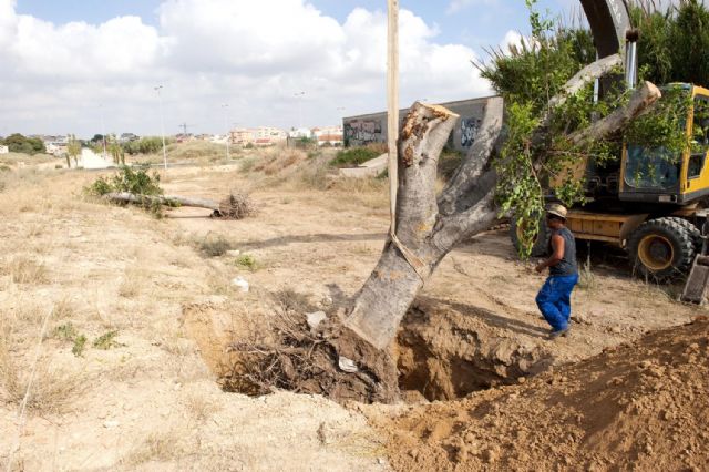 Los primeros ficus llegan a su nueva ubicación - 4, Foto 4