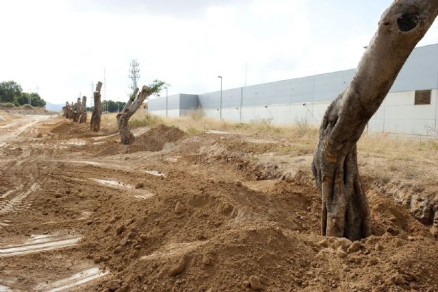 Los primeros ficus llegan a su nueva ubicación - 5, Foto 5