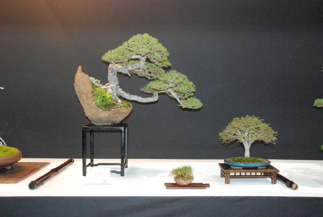 El Casino acoge la exposición Villa de Molina compuesta por trece bonsáis autóctonos - 1, Foto 1