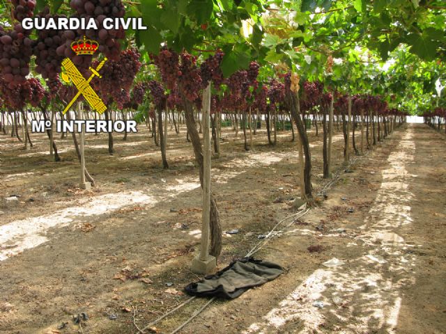 La Guardia Civil detiene a 2 personas que habían robado 1200 kilos de uva en una explotación agrícola de Totana, Foto 1