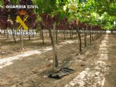 La Guardia Civil detiene a 2 personas que habían robado 1200 kilos de uva en una explotación agrícola de Totana